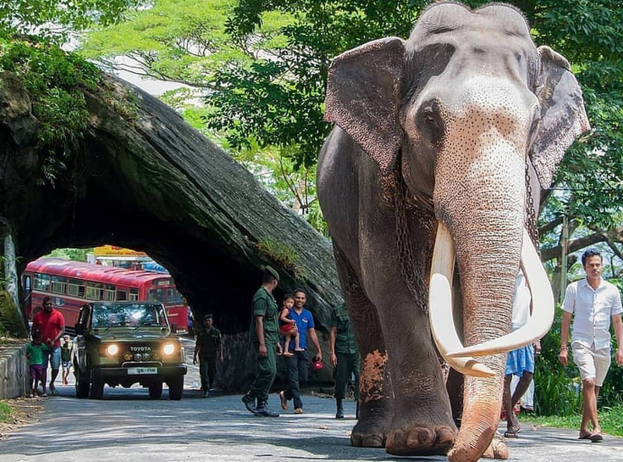 ප්‍රතිනිර්මාණය කළ නැදුන්ගමුවේ විජය රාජා හස්තියා මාර්තු 11 දින සිට මහජන ප්‍රදර්ශනයට විවෘතයි 